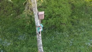 Белка сделала гнездо в скоречнике