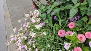 Цветочные композиции для уличных кашпо.