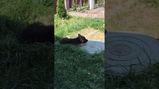 Розыграш щенков немецкой овчарки-скоро!!!для участия подписка, лайк и номер телефона в коментариях@ смотреть онлайн