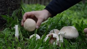 Funghi Edible mushroom | Agaricus