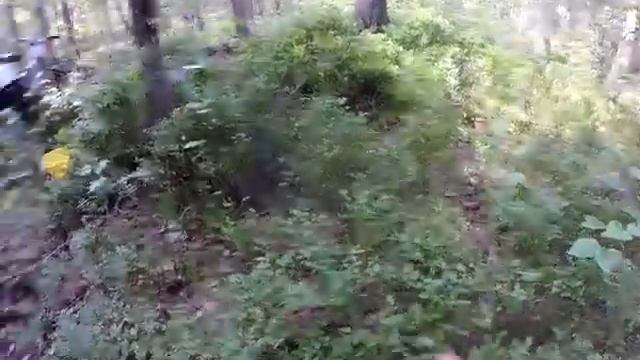 За ягодами в Подмосковье. Медитативный сбор черники и голубики. Как собирать чернику гребёнкой? ASM смотреть онлайн