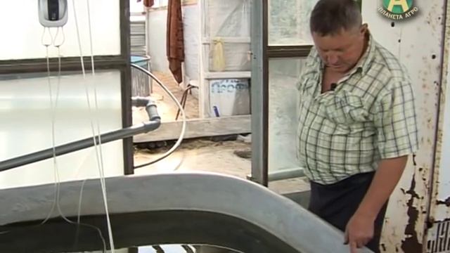 #ПланетаАгро  - Осётр в домашних условиях