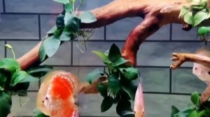 Дискусы!!  Лучшие аквариумы.