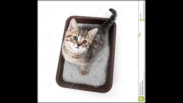 лоток для кошек moderna смотреть онлайн