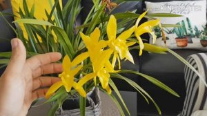 Cymbidium Golden Elf.