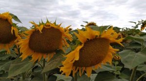 ЖИЗНЬ ДЛИННОЮ В ЛЕТО. ПОДСОЛНУХИ.