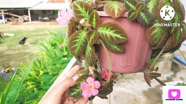 พรมญี่ปุ่น พรมกำมะหยี่ ออกดอกตลอดทั้งปี смотреть онлайн