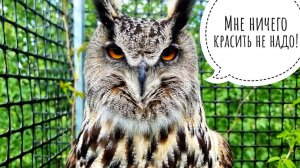 Красим домик сов неясностей, смотрим на голубику, делимся впечатлениями с совой филином Ёлкой