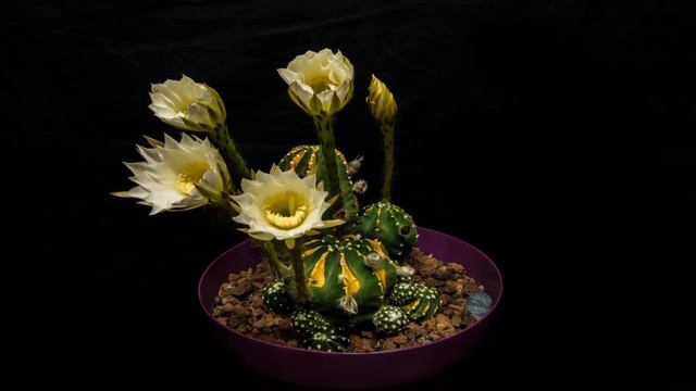 Echinopsis subdenudata