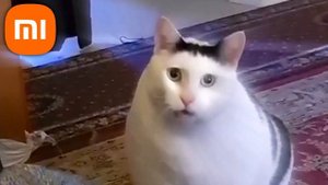 Huh Cat but famous phone ringtones