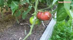 Созрели первые помидоры. Томат   БЫЧЬЕ СЕРДЦЕ ШОКОЛАДНОЕ. Томат БАТЯНЯ. Томат ГОЛУБОЙ КАЗАХСТАН.