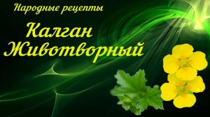 Калган или Лапчатка прямостоячая.