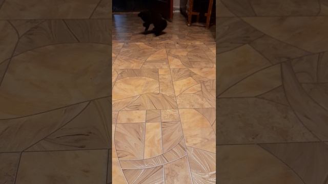 Котёнок футболист. Котёнок Тиша играет с ватой.