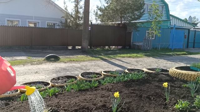 27 апреля 2023 г. Работаю в цветнике. Высадила алиссум. смотреть онлайн