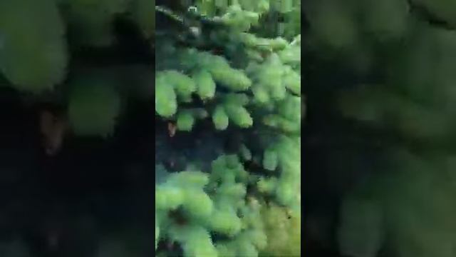 Дачные прогулки с чихуахуа смотреть онлайн