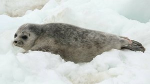 Семья из Петербурга спасла сотни редких балтийских нерп