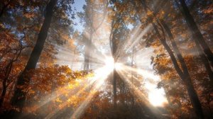 КРАСИВАЯ Музыка, Которая Способна Исцелять Душу... Бархатный саксофон* SAXOPHONE