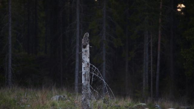Lappuggla, Great grey owl (Strix Nebulosa) hunting, Dalarna Sweden смотреть онлайн