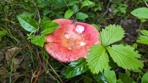 Сыроежка болотная (Russula paludosa). Как выглядит гриб на месте произрастания.