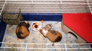 Морская свинка заболела - что делать?