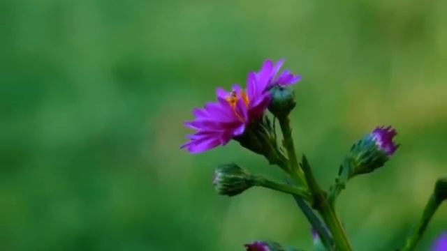 Sony SLT- A58 -Sample images-18-55mm f/3.5-5.6 Lens смотреть онлайн