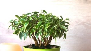 Формирование БОНСАЙ-ФИКУСА. Ответы на вопросы, Часть I