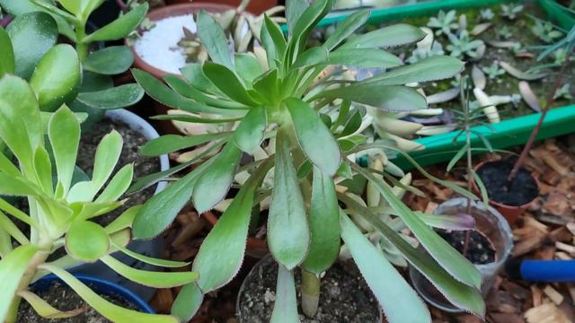 succulentes check après une vague de froid ❄️ смотреть онлайн