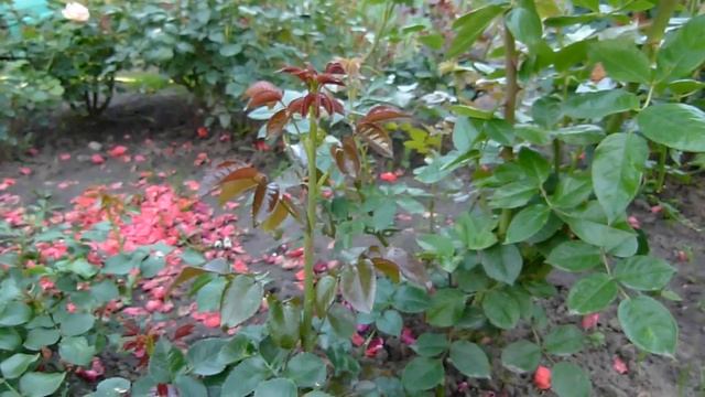 Правила при пересадке роз осенью!!! Как подготовить розу к пересадке. смотреть онлайн