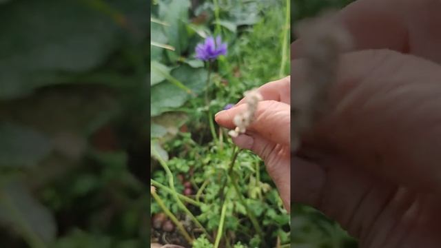 Анемона осенью смотреть онлайн