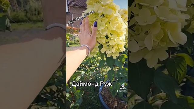 Даймонд Руж метельчатая гортензия