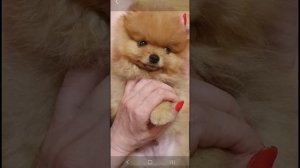 как менялся шпиц померанский