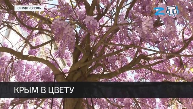 В Крыму пора цветения сирени и глицинии смотреть онлайн