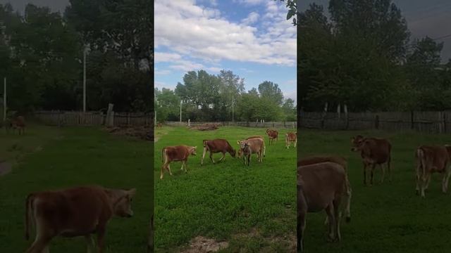 телочки породы джерси ставропольский край так же в продаже имеются нетели коровы тел:89624444889