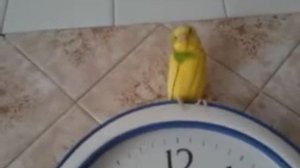 Лимошка надулась