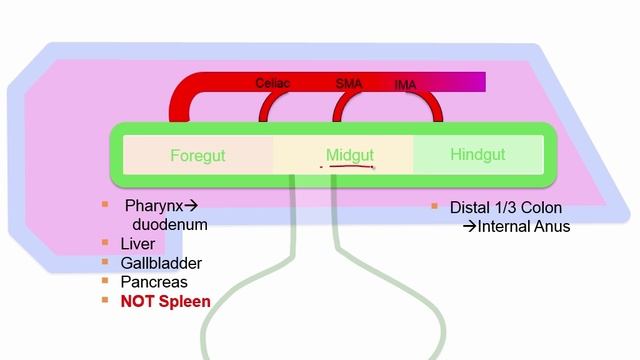 USMLE RX - 4.Желудочно-кишечный тракт - 2.Эмбриология - 6.Дефекты брюшной стенки