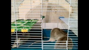 КРЫСЫ ПРОБУЮТ ПЕЛЬМЕНИ