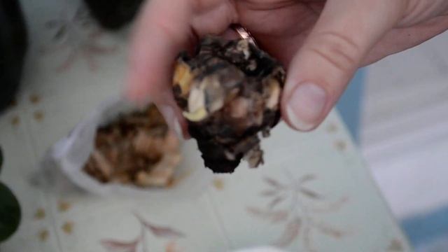 Гиацинт Результаты размножения методом вырезания донца луковицы Часть 2 смотреть онлайн