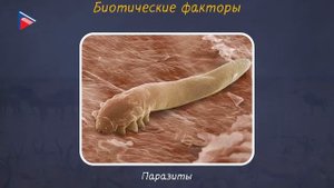 5 класс - Биология - Экологические факторы и их влияние на живые организмы