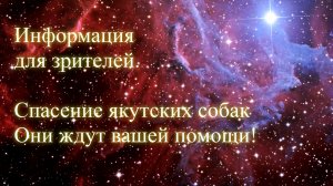 Информация для зрителей 2 часть. Помощь якутским собакам. 23.12.23 Елена Бэкингерм