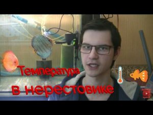 Искусственная стимуляция нереста дискусов. Аэрация биофильтра.