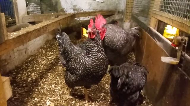 Амрокс смотреть онлайн