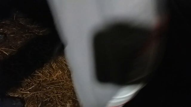 Нутрия домашнее содержание. Едем к знакомому посмотреть, как живут нутрии смотреть онлайн