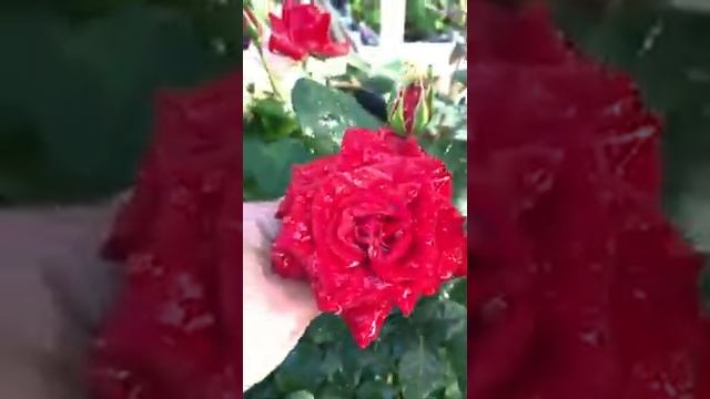 Новинки гортензий от Питомник-Гортензий.рф 2021 смотреть онлайн