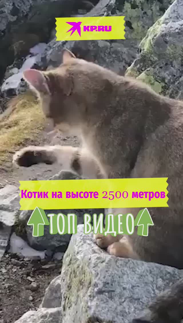 Котик на высоте 2500 метров