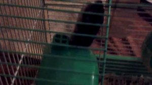 Мои хомяки дерутся )