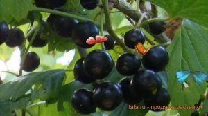 Смородина черная Созвездие (ribes nigrum) ? Созвездие обзор: как сажать, саженцы смородины Созвезди