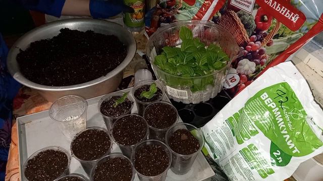 🤗СНОВА пересадка черенков гортензии крупнолистной🌿 по стаканчикам#гортензиякрупнолистная #гортензии