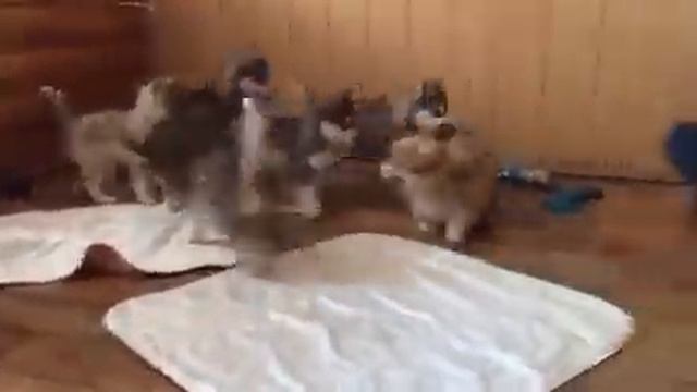 Хаски и корги смотреть онлайн