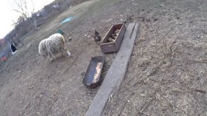 attack/баран нападает на человека ,на меня!???#атака барана/#attack