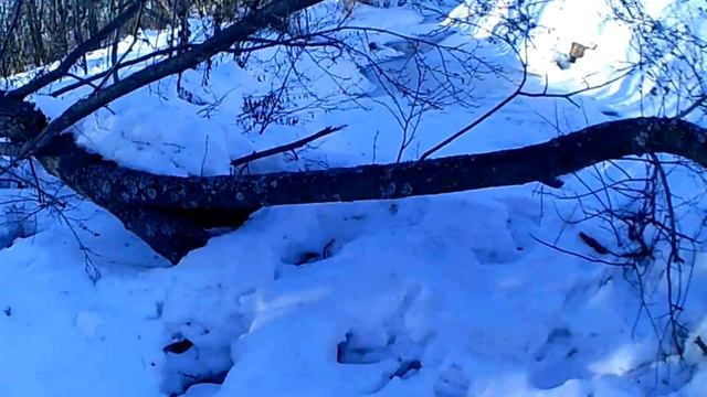 охота на бобра весенние зарисовки смотреть онлайн